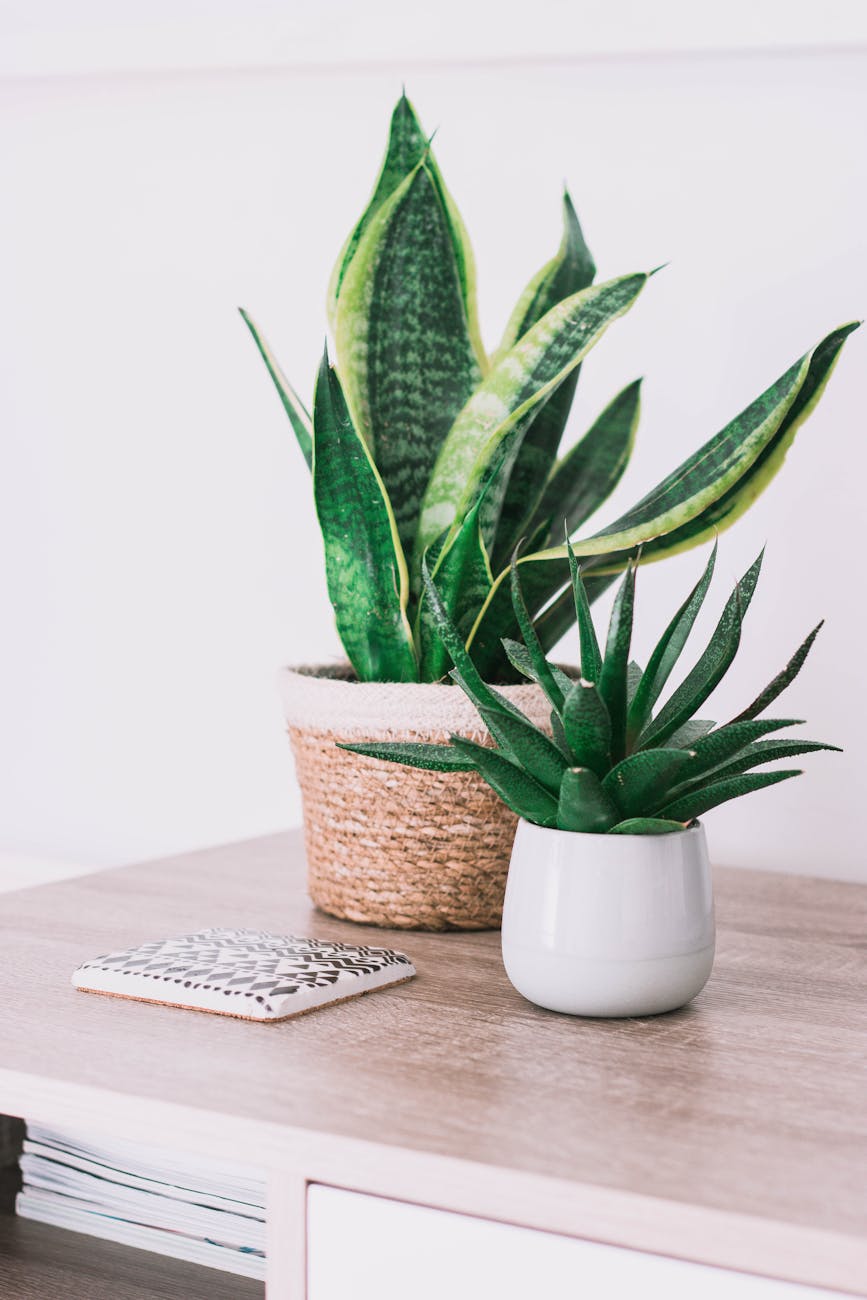 Verde que Cura: Plantas Energéticas para Transformar e Proteger Seu Lar 2 snake plant in a pot